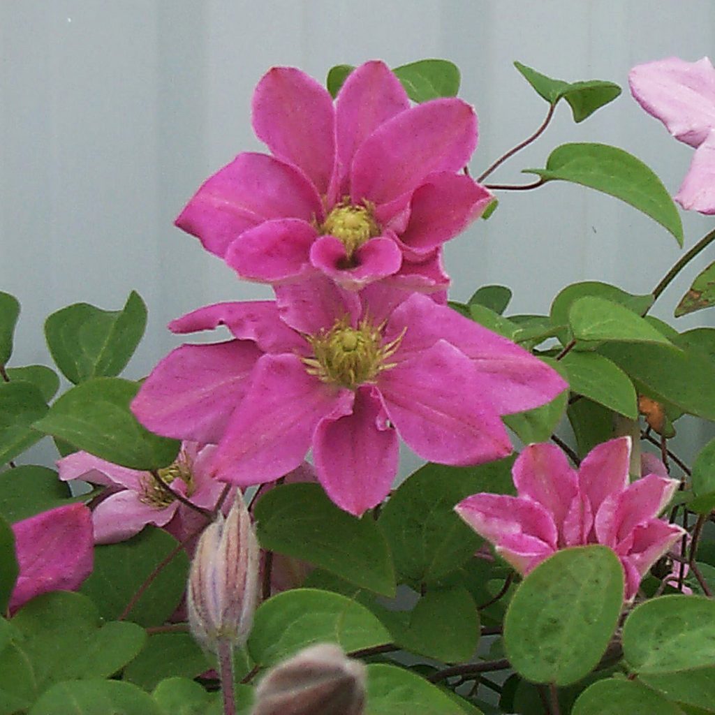 'Hanaguruma'
