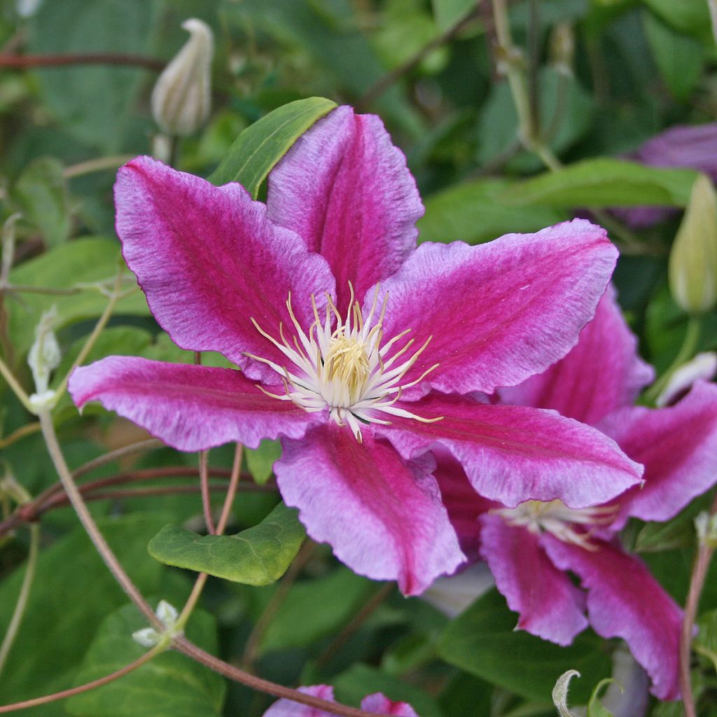 'Hania'