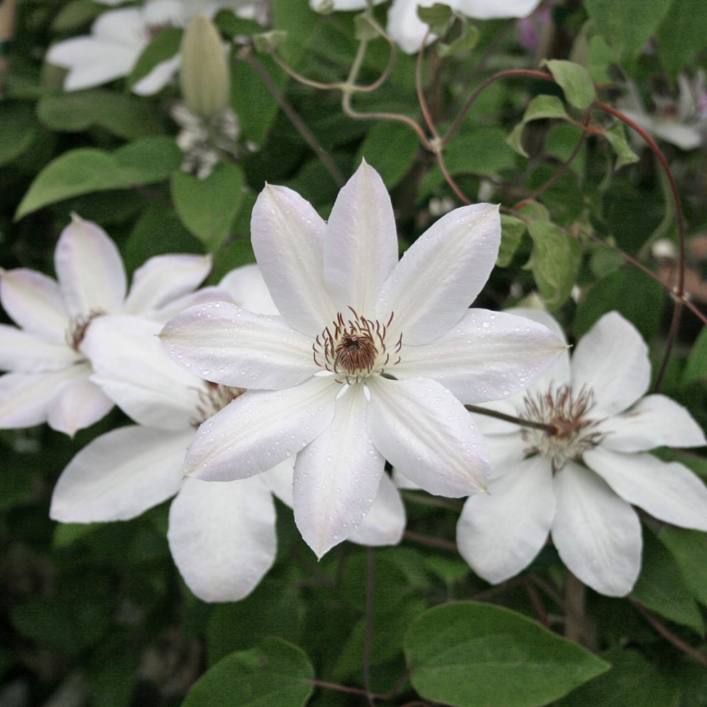 'Henryi'