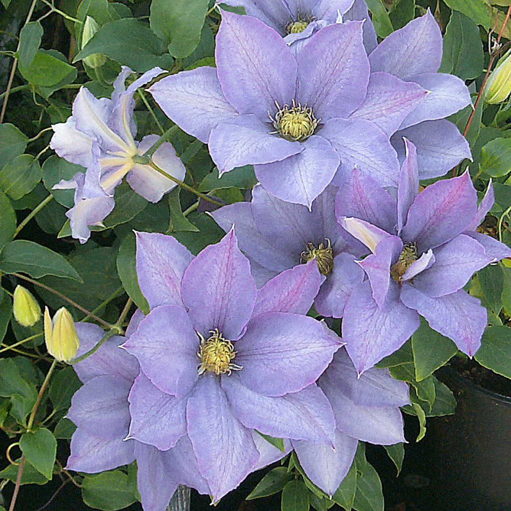 'H.F.Young'