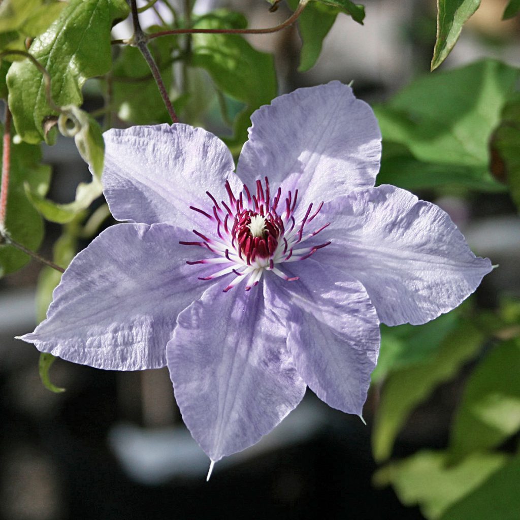 'Hybrida Sieboldii'