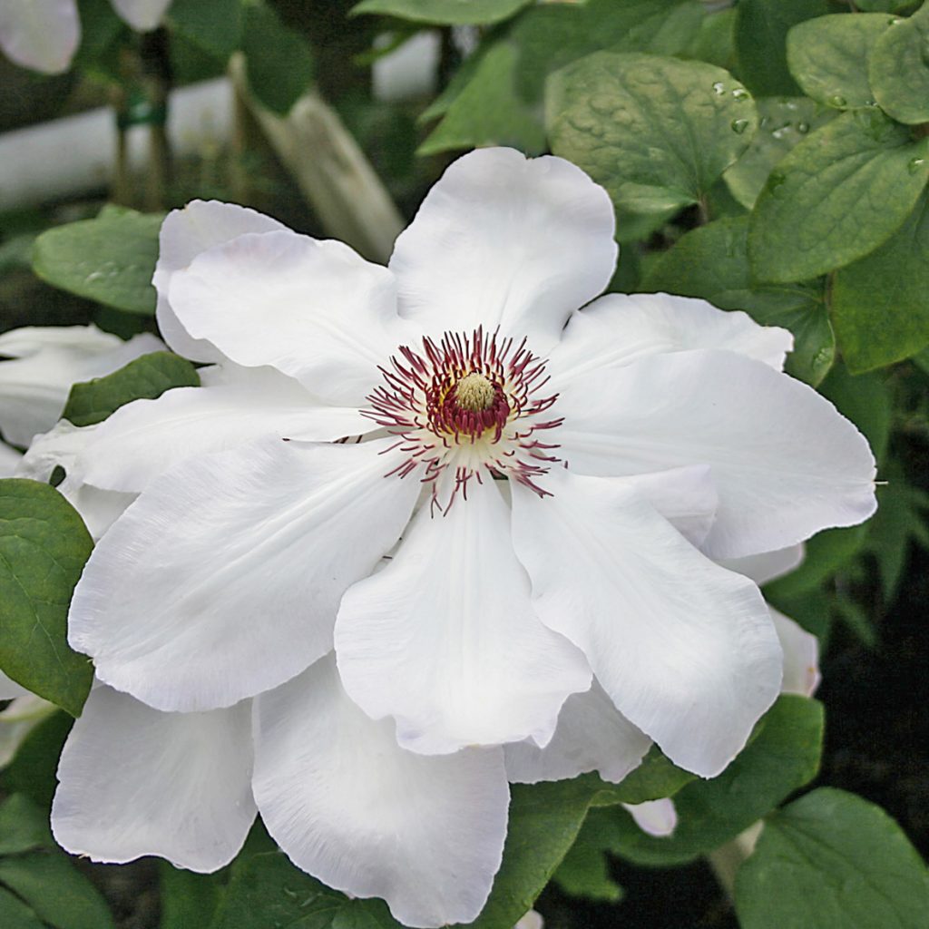 'Ibi'