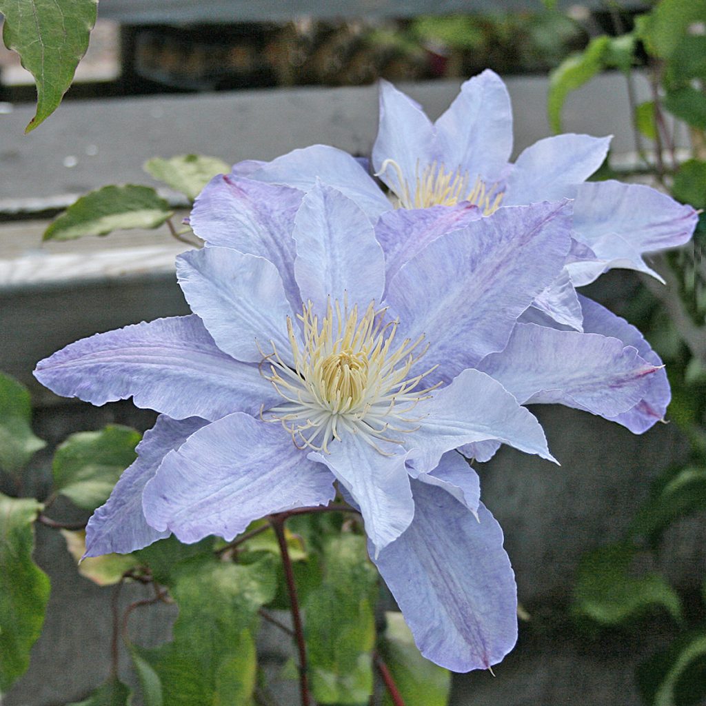 'Ice Maiden'