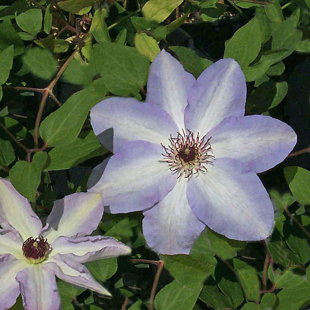 'Ivan Olsson'