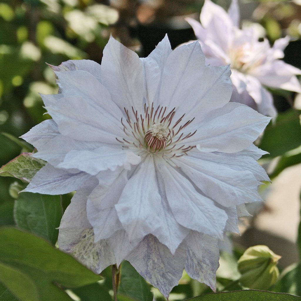 'Jackmanii Alba'