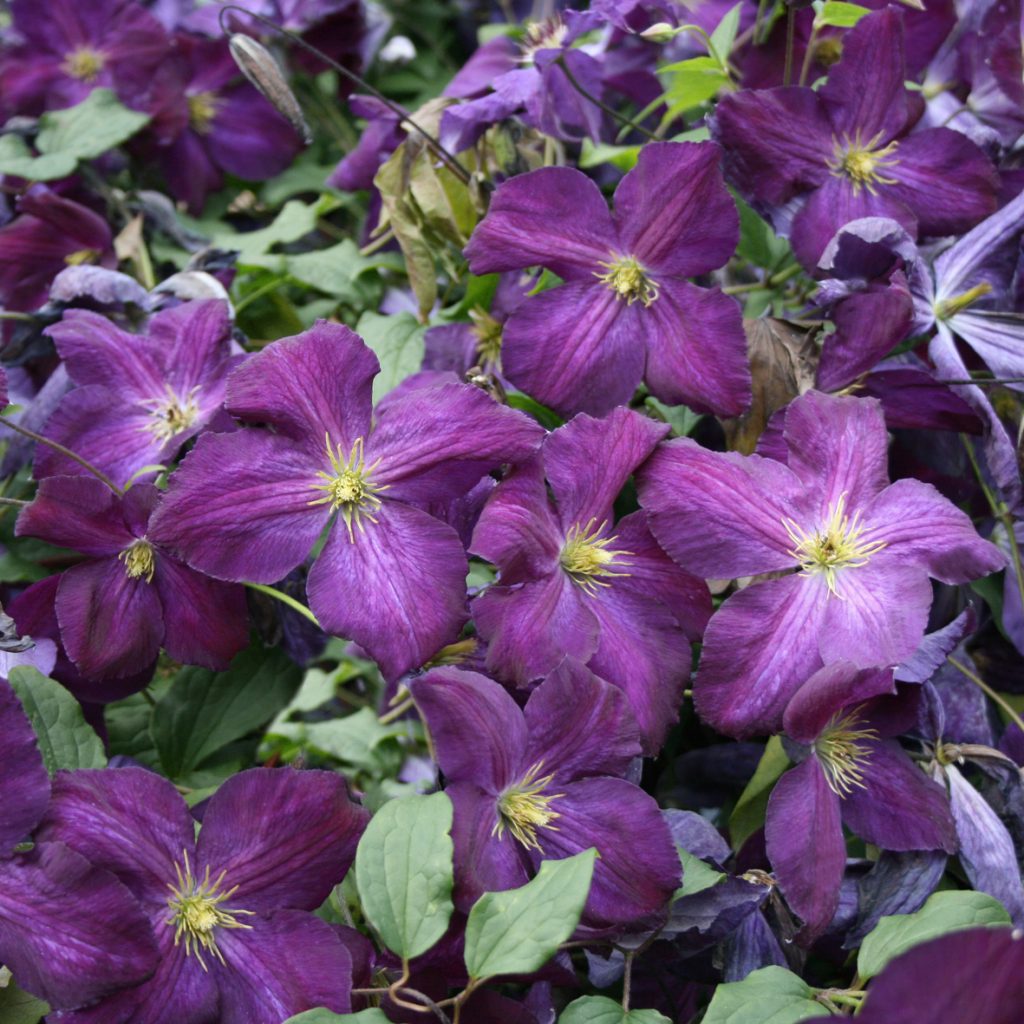 JACKMANII PURPUREA