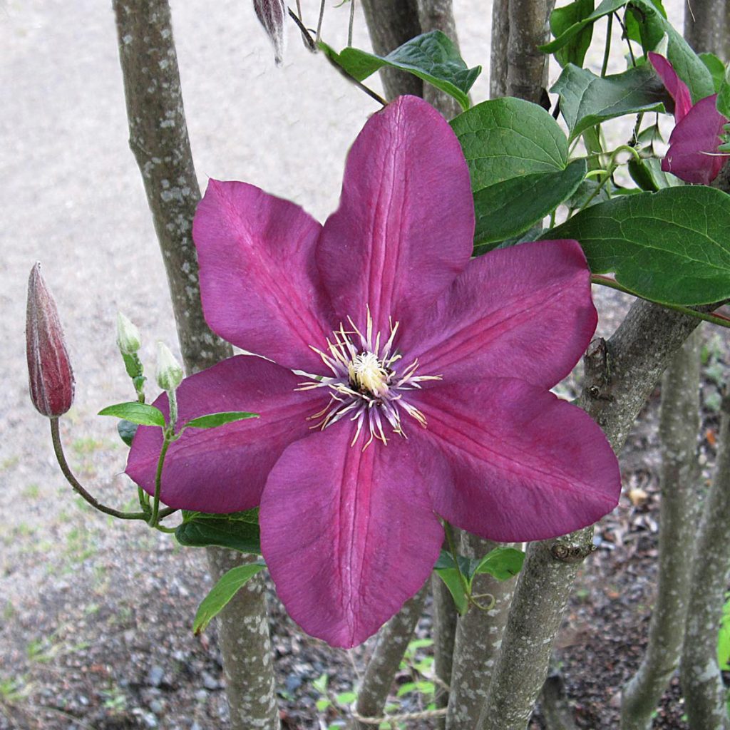 'Jackmanii Rubra'