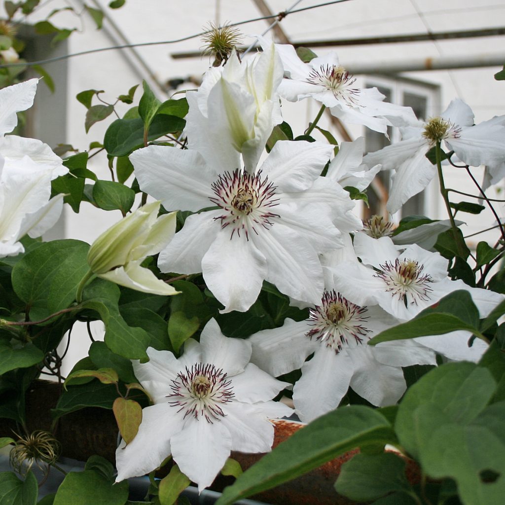 'James Mason'