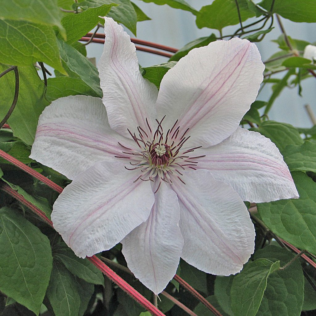 'Jan Pawel II'