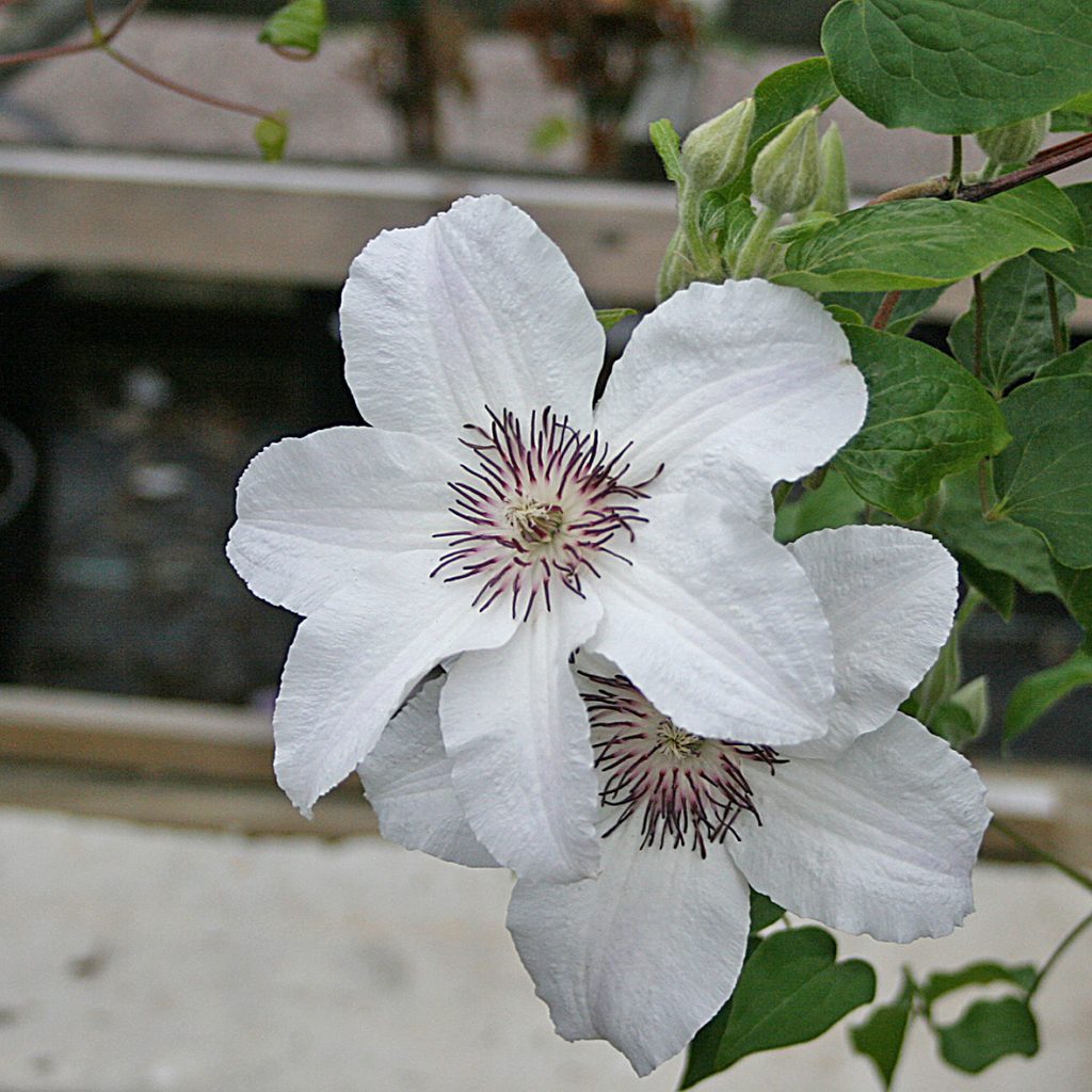 'Janina'