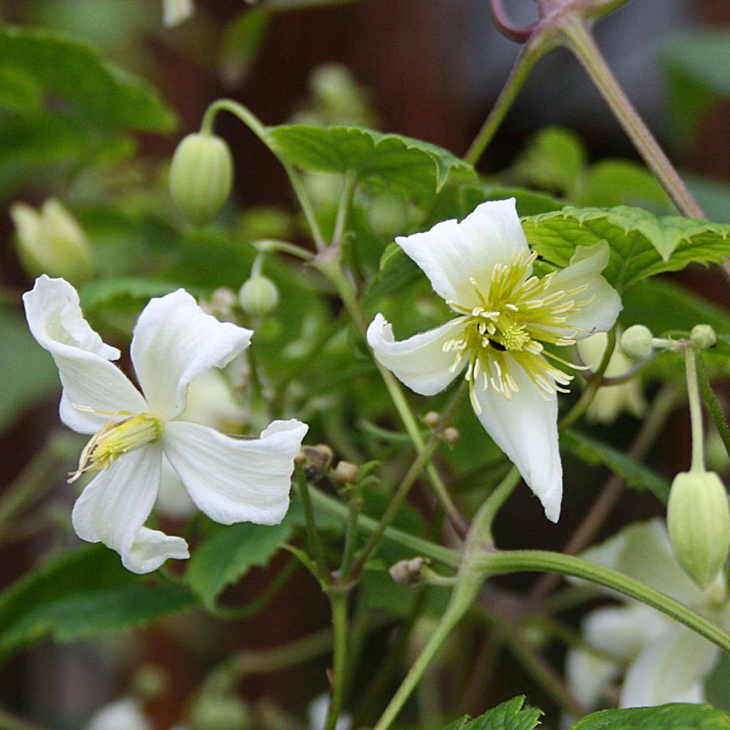 'Jasper'