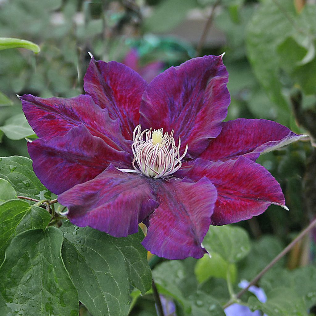 'Julka'