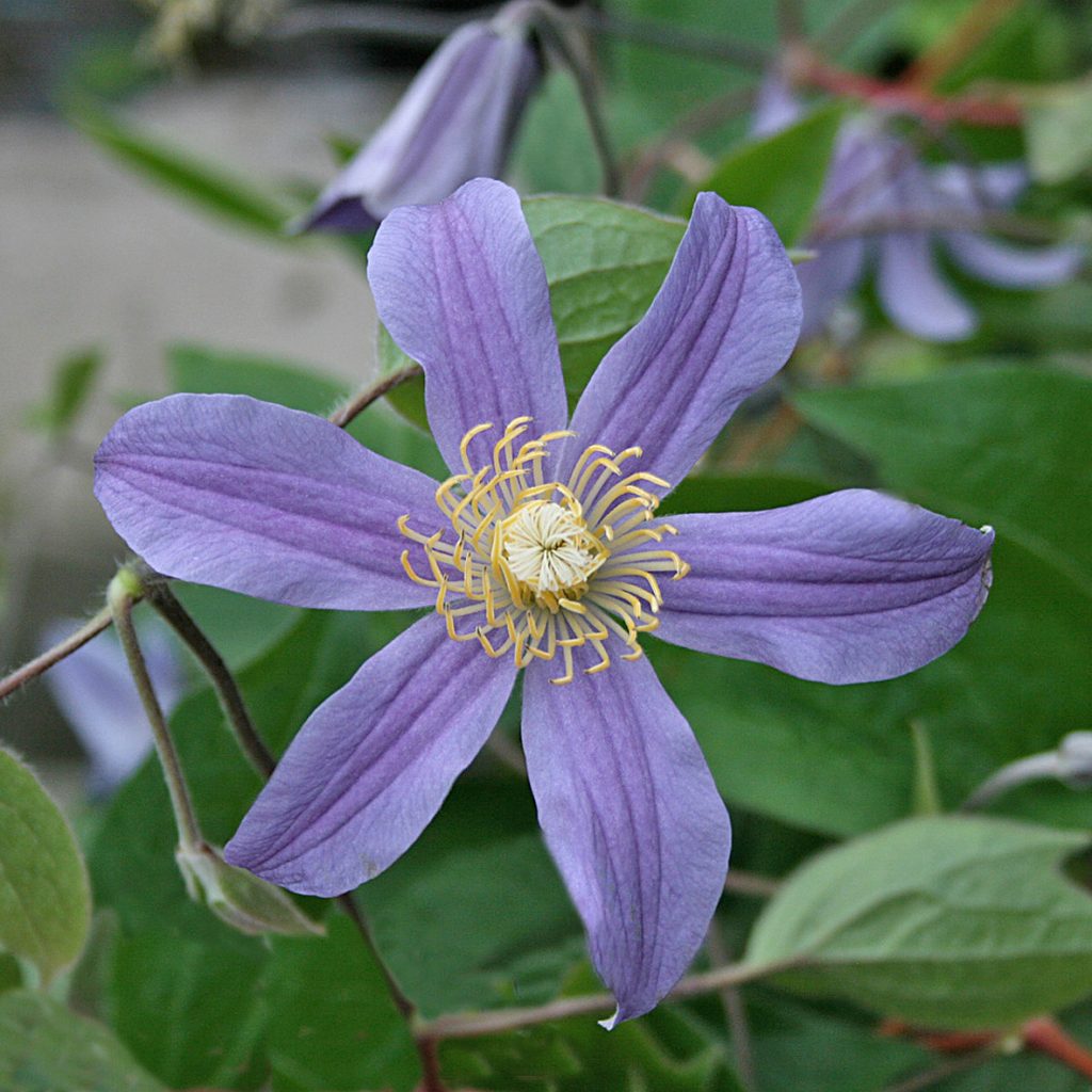 'Juuli'