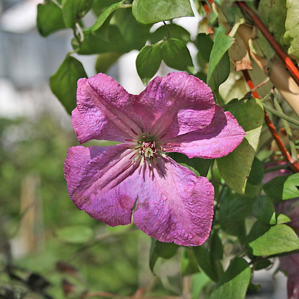 'Kaaru'