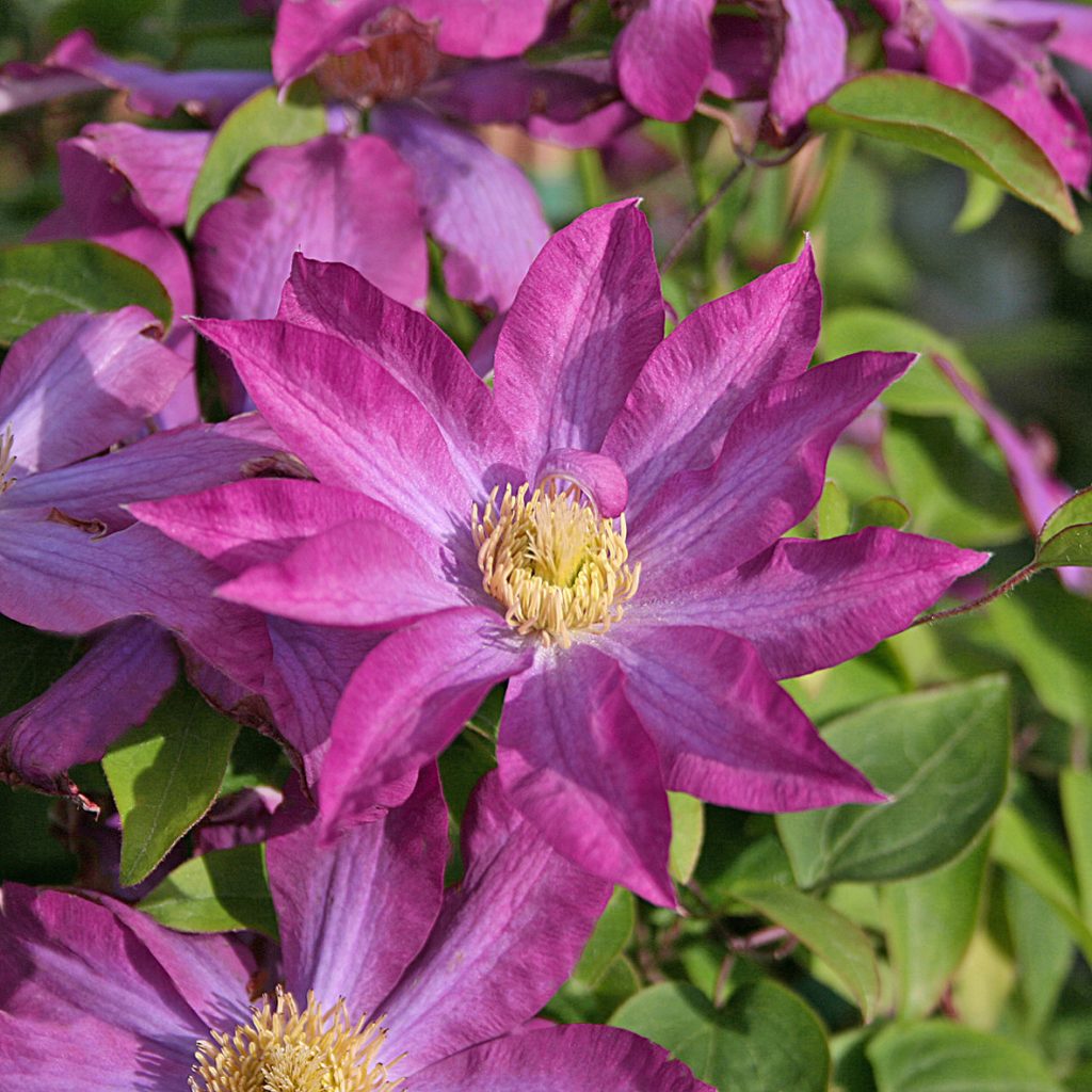 'Kakio'