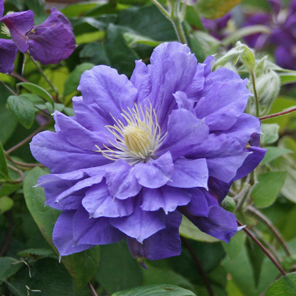 'Kiri Te Kanawa'