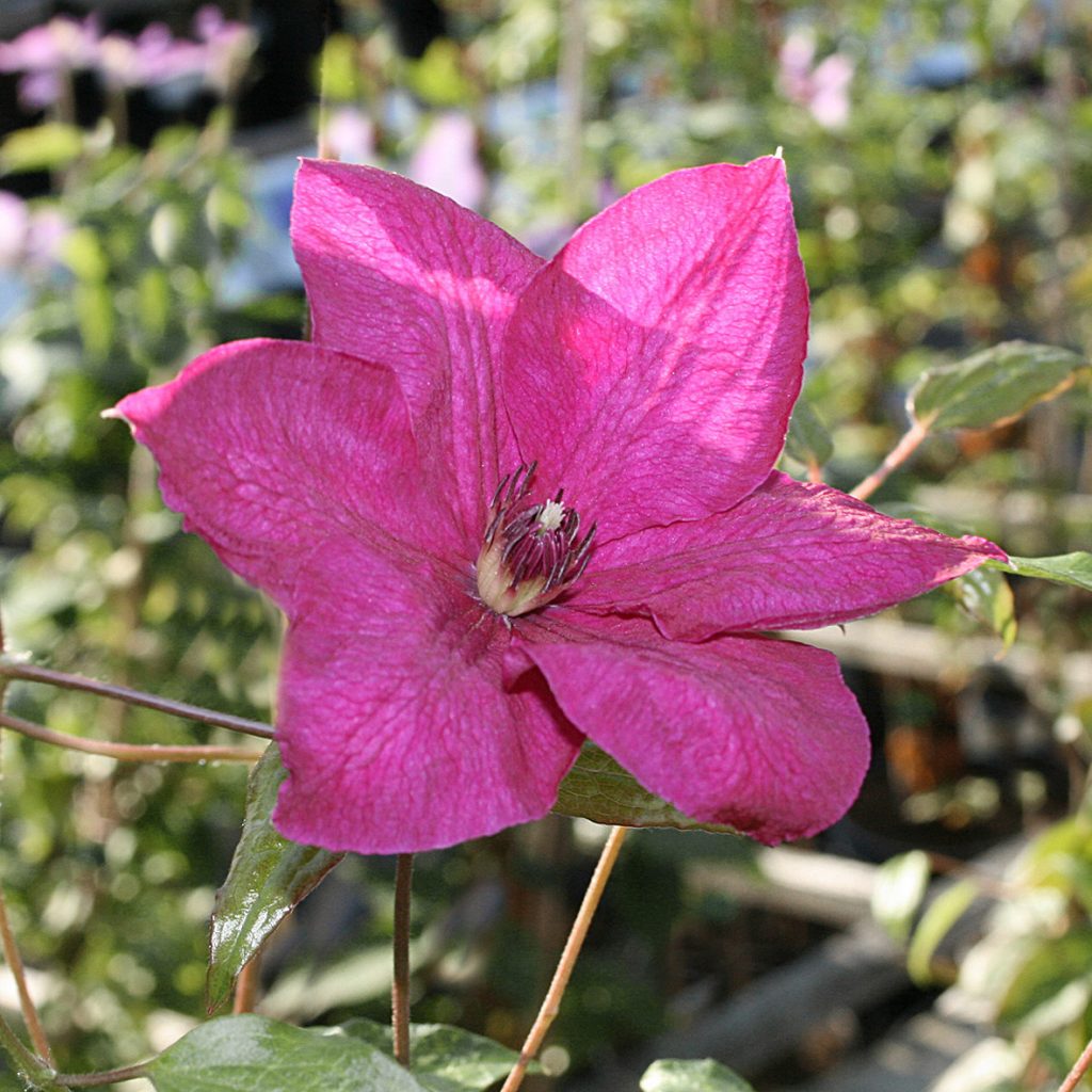 'Kommerei'