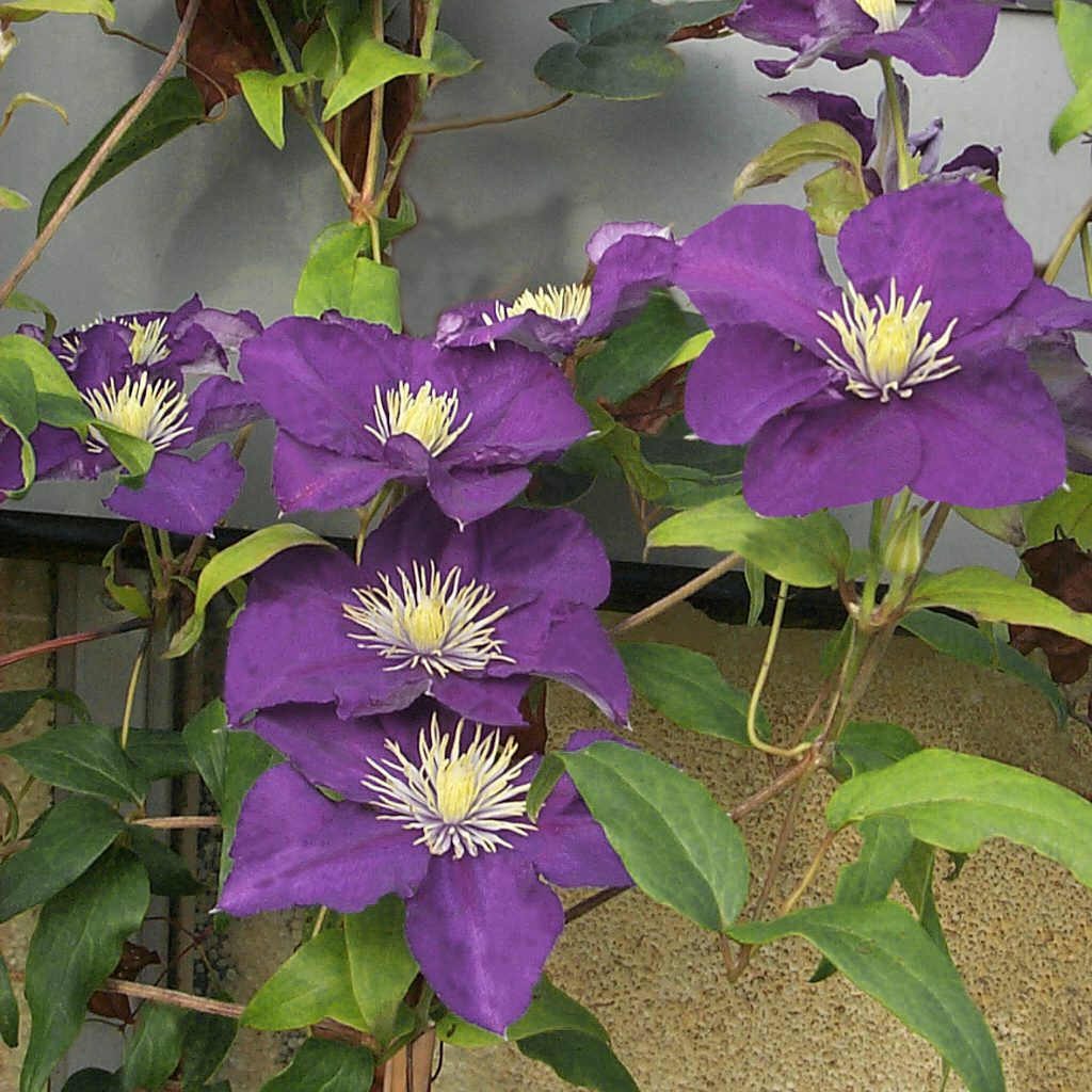 'Lady Betty Balfour'