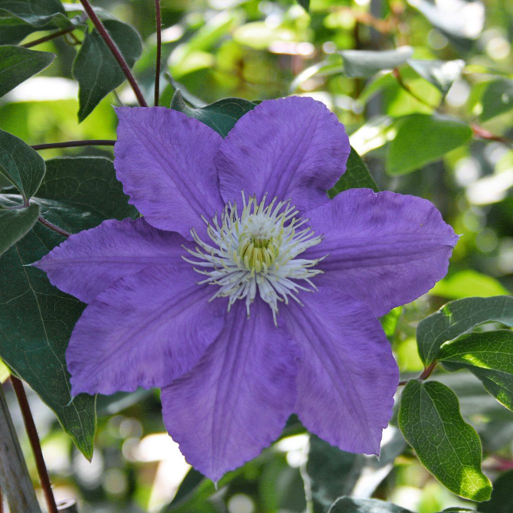 'Lasurstern'