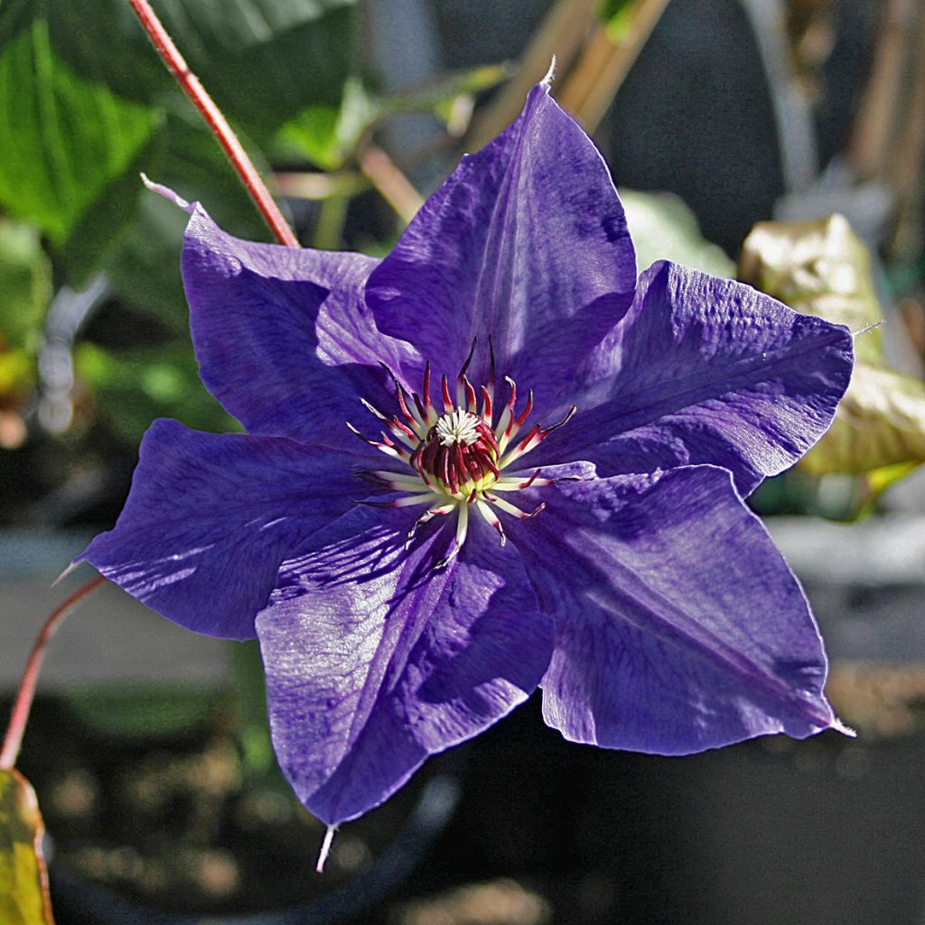 'Lord Nevill'