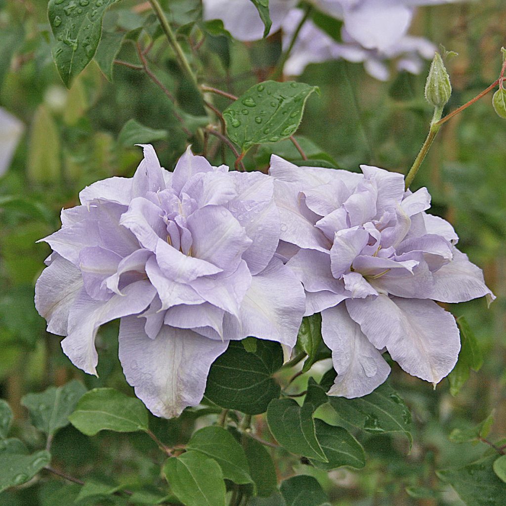 'Louise Rowe'