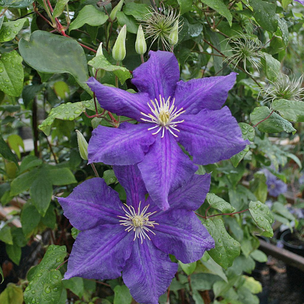 'Luther Burbank'