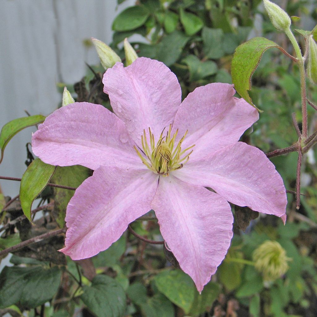 'Madame Baron Veillard'