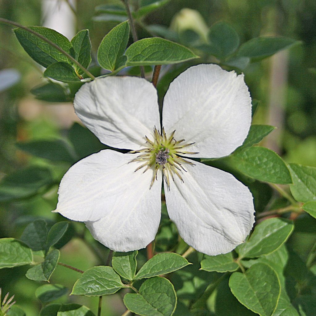 'Maria Cornelia'