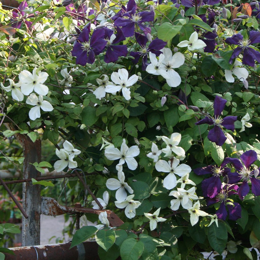 'Maria Cornelia'