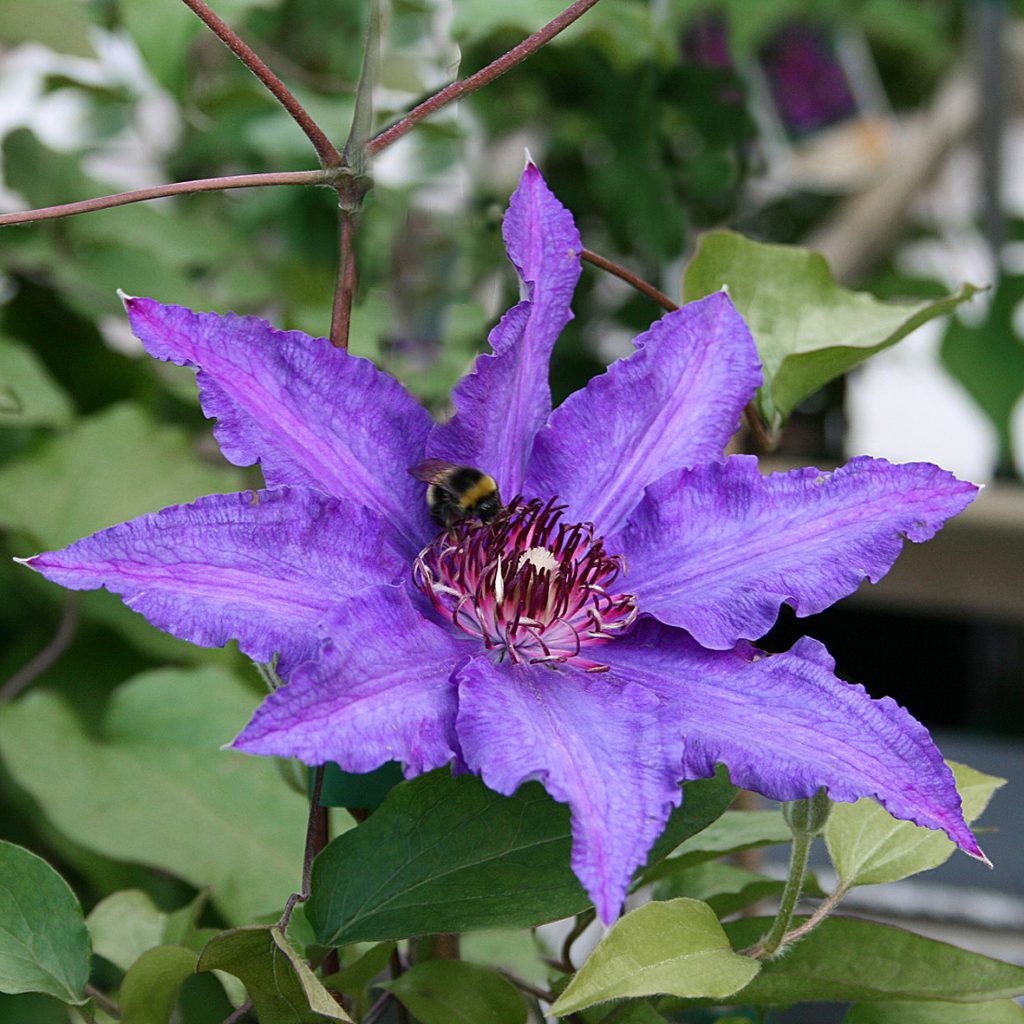 'Maria Louise Jensen'