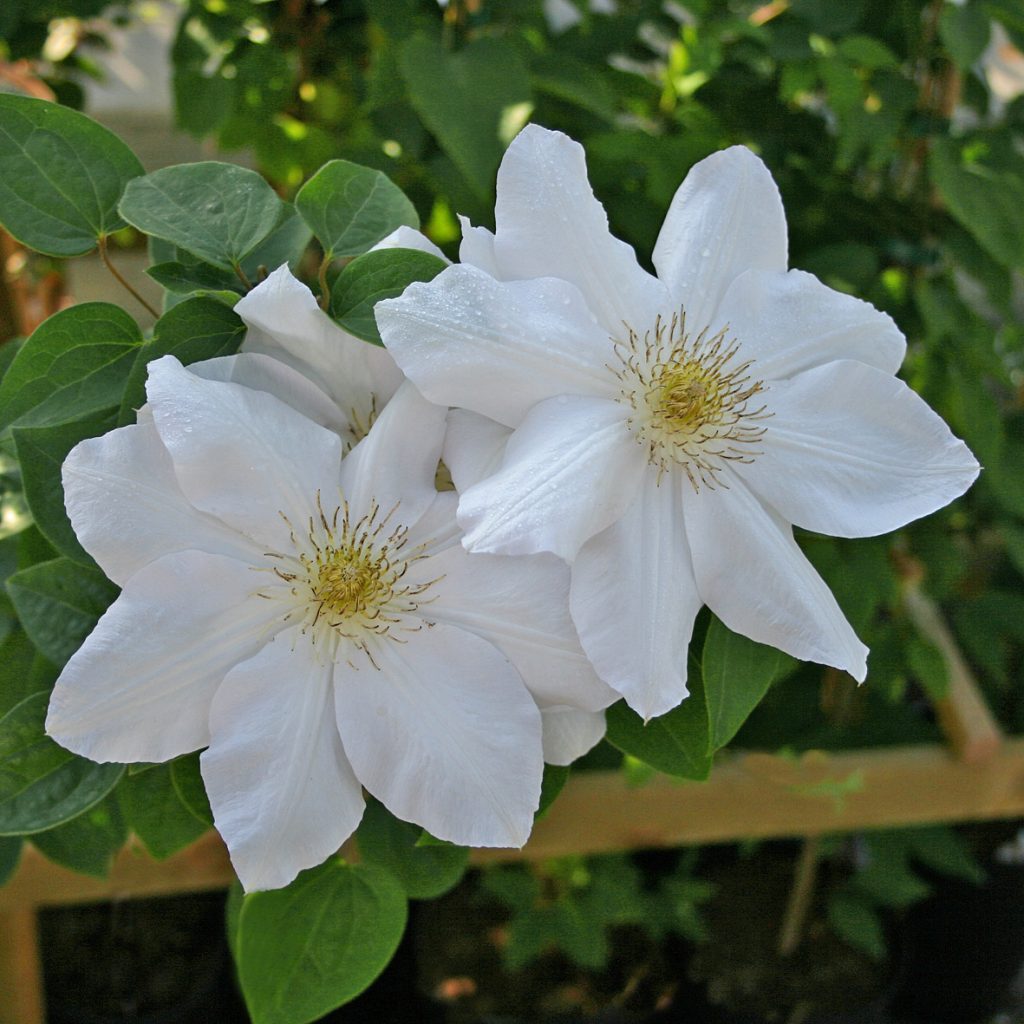'Marie Boisselot'