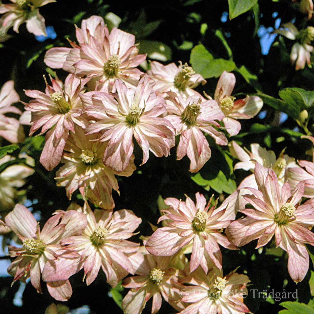 'Marjorie'