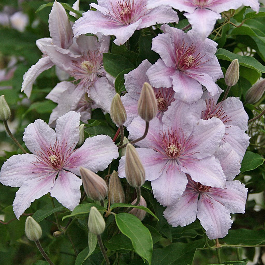 'Marmori'