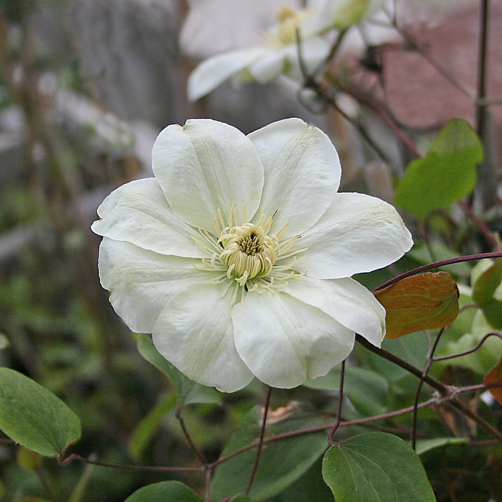 'Mary-Claire'