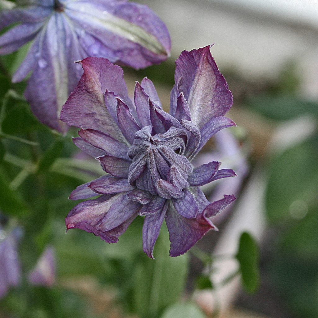 'Mary Rose'