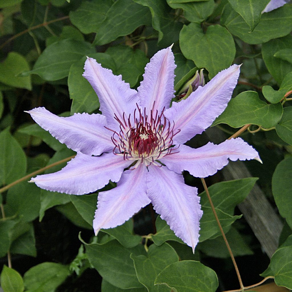 'Masquerade'