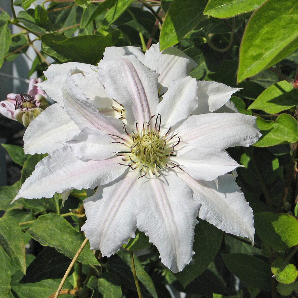 'Matka Siedliska'