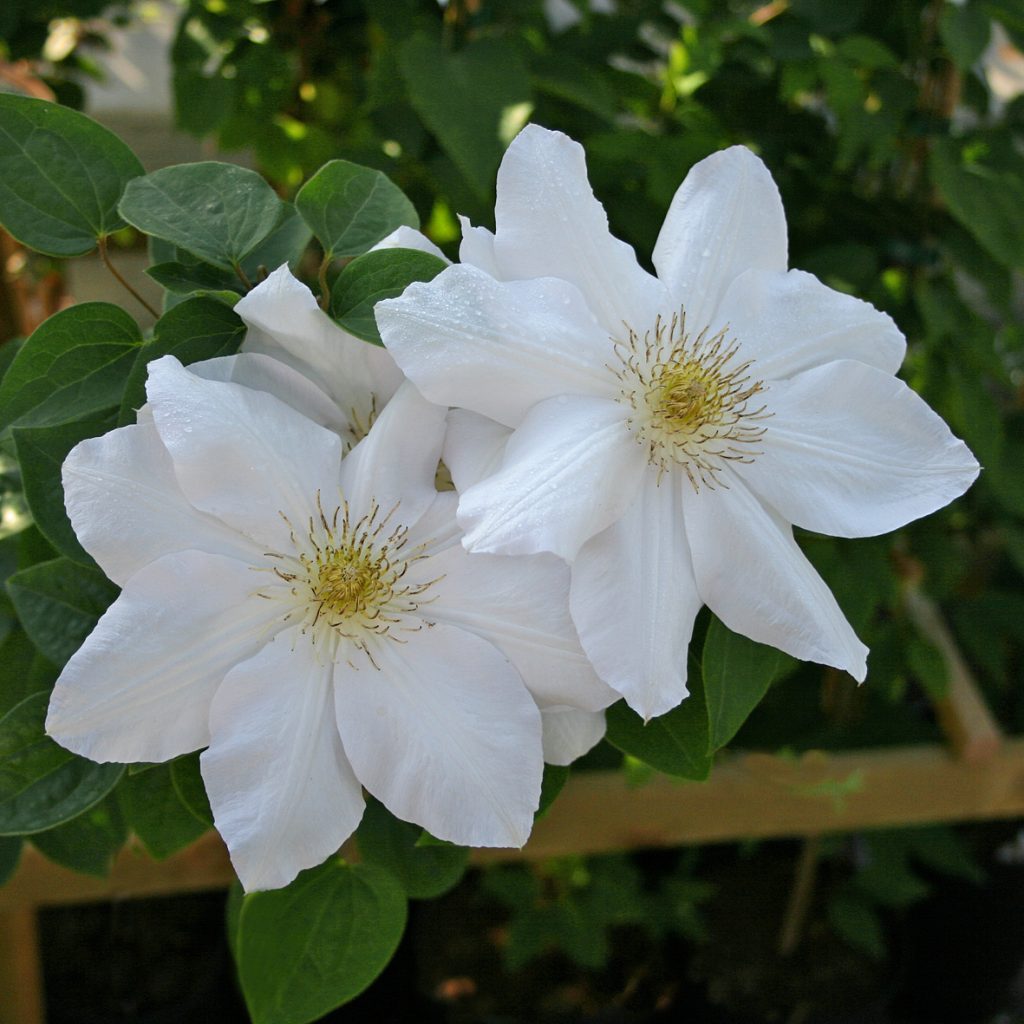 'Mevrouw Le Coultre'