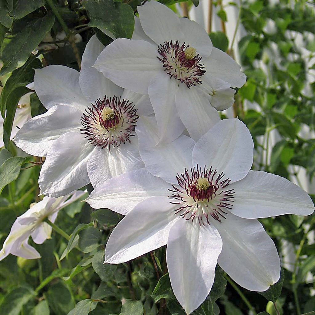 'Miss Bateman'