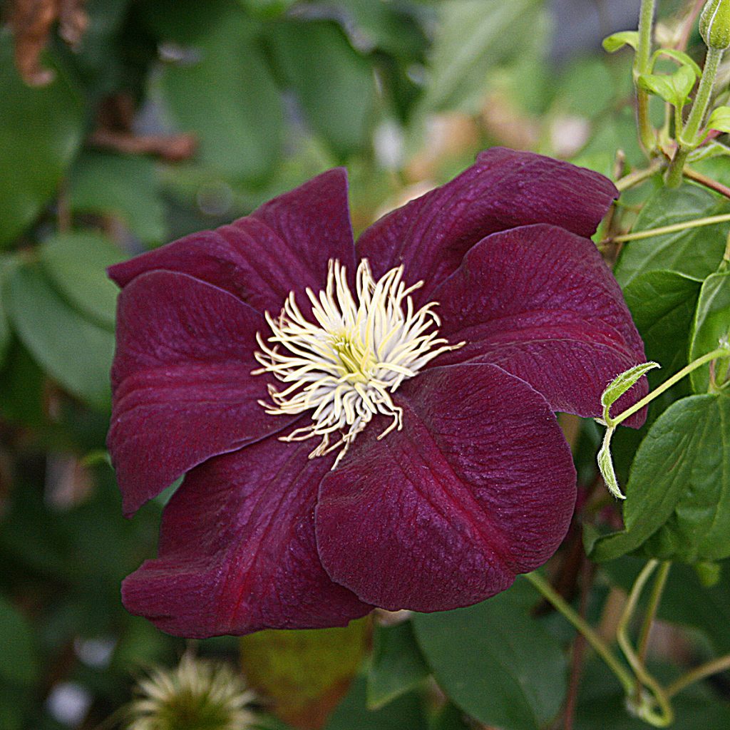 'Monte Cassino'