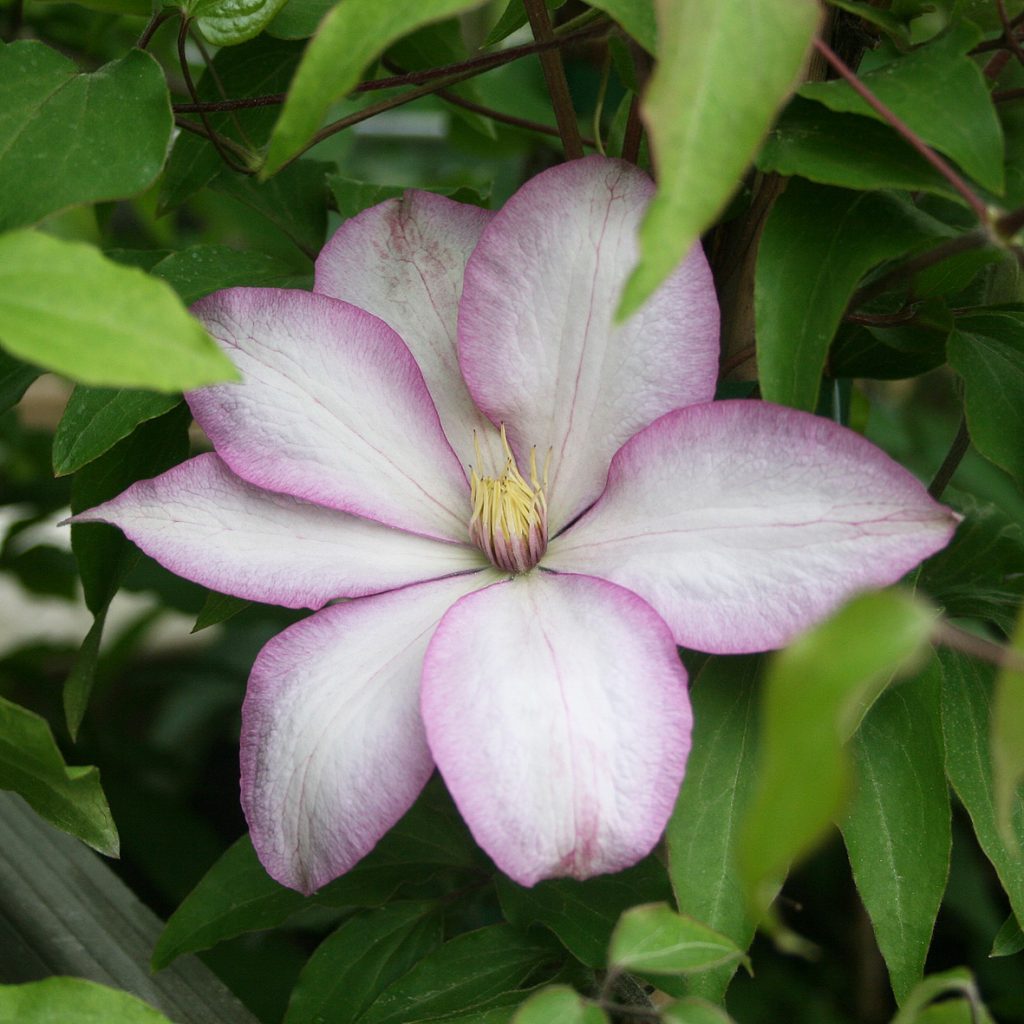 MORNING STAR
