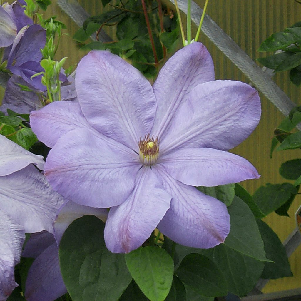 'Mrs Cholmondeley'
