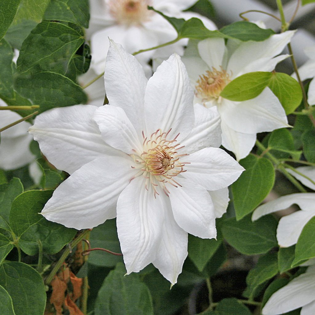 'Mrs George Jackman'