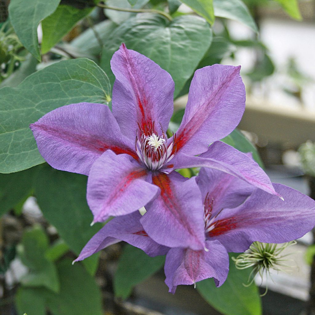 'Mrs N. Thompson'