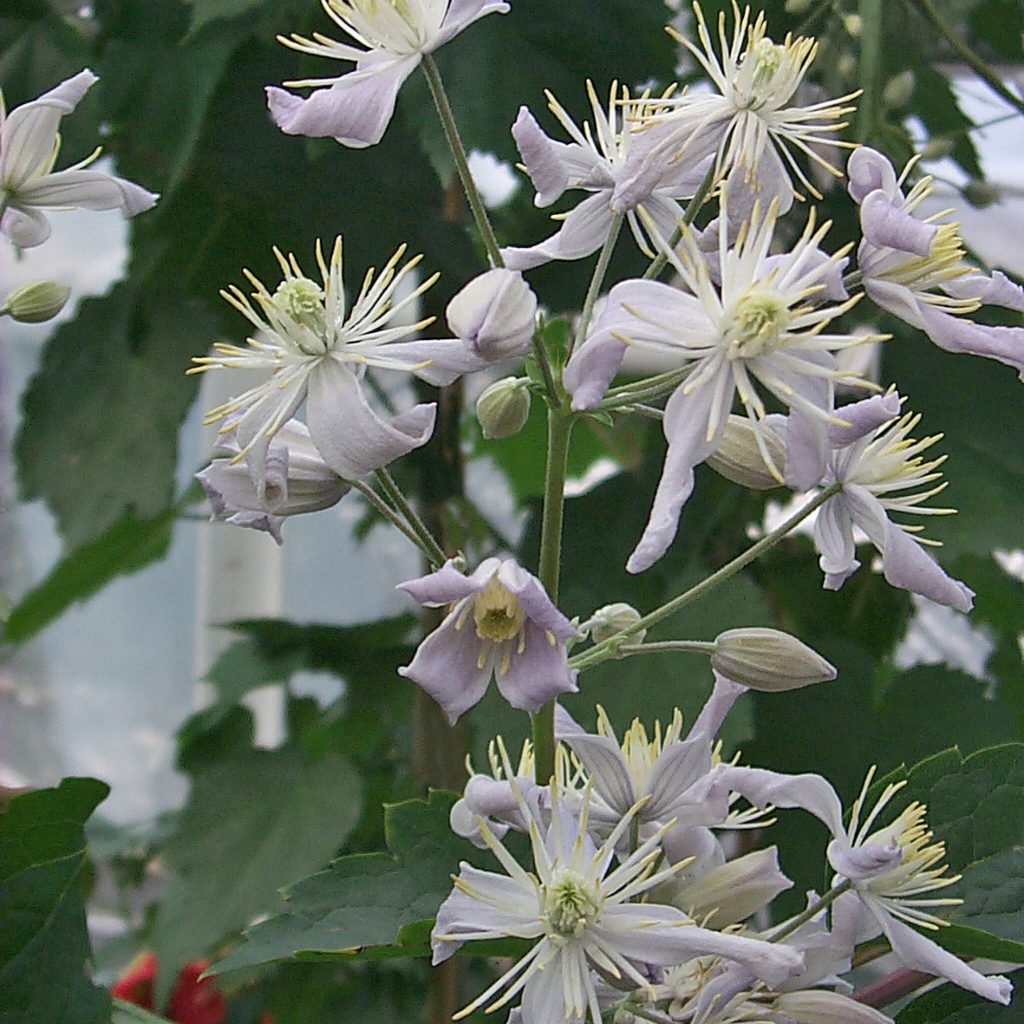 'Mrs Robert Brydon'
