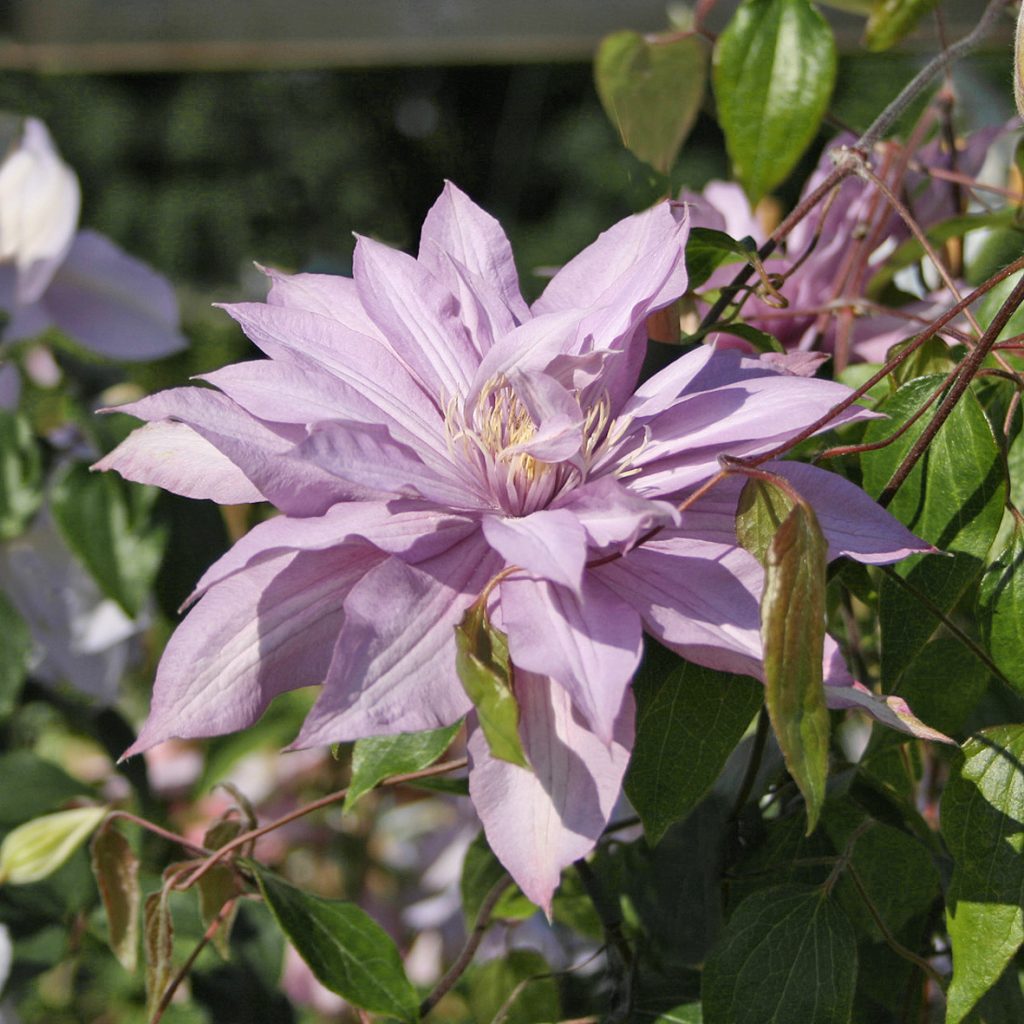 'Mrs Spencer Castle'