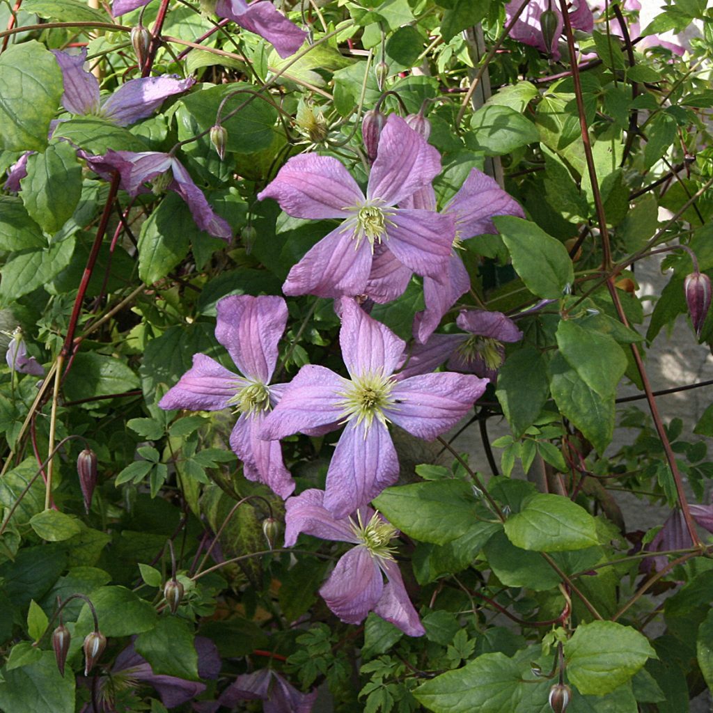 'Mrs T. Lundell'