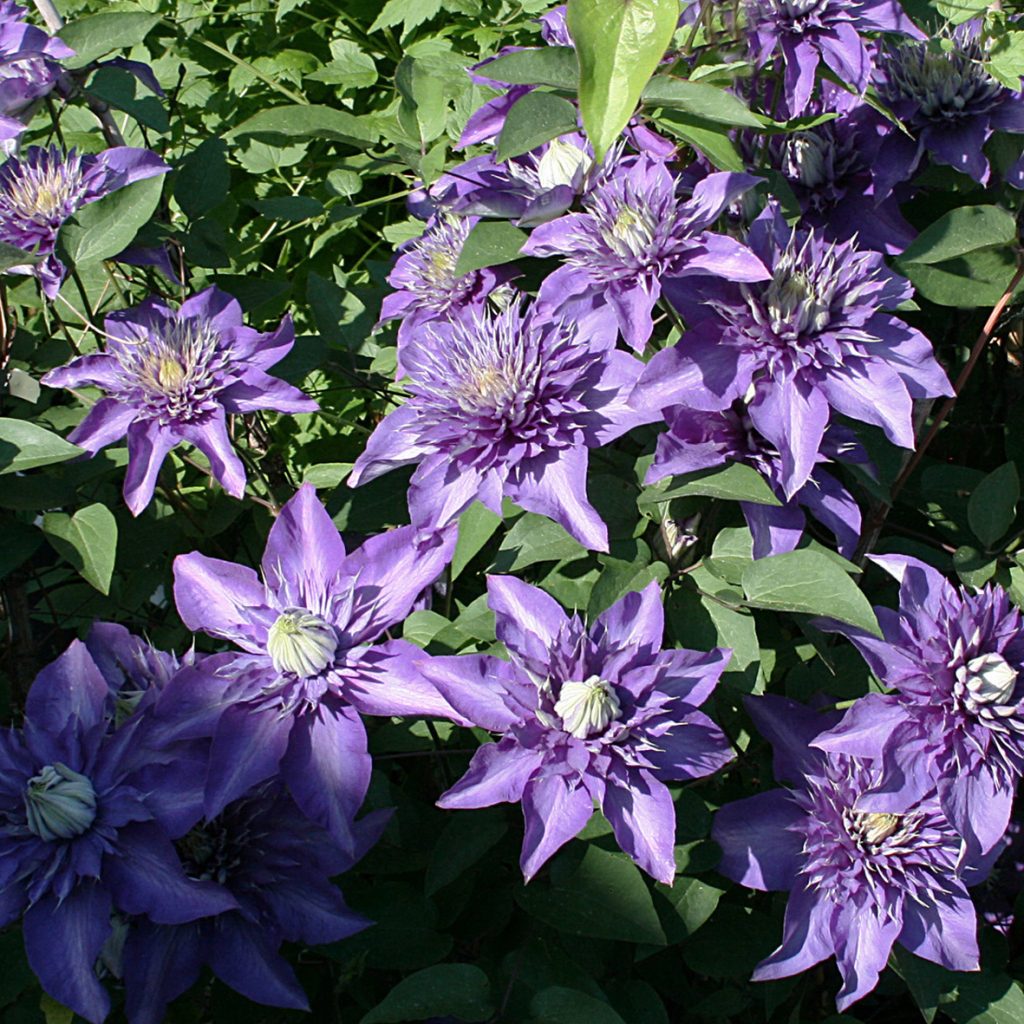 'Multi Blue'