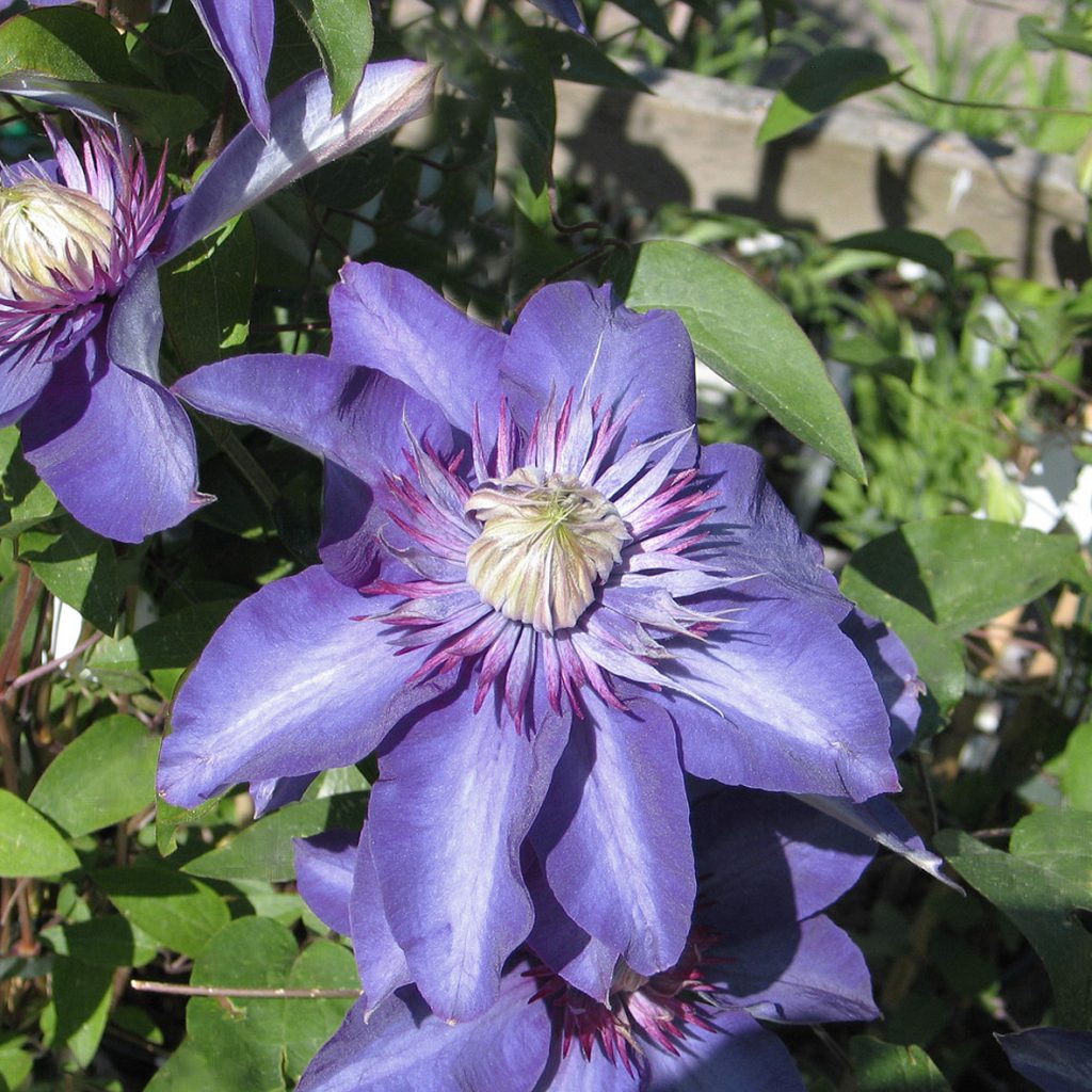'Multi Blue'