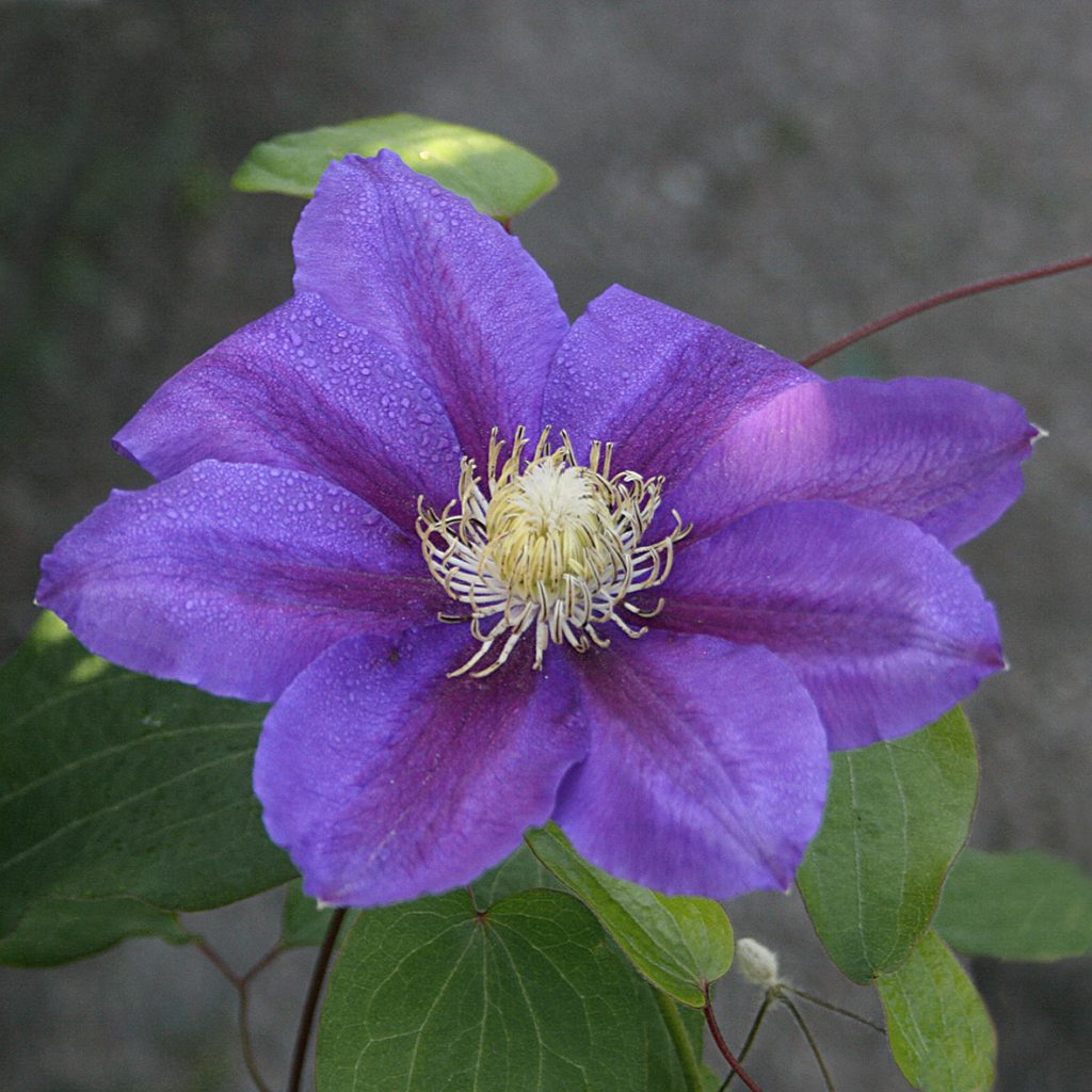 'Myoojoo'